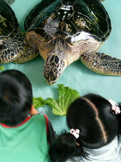 ウミガメ教室