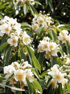 イジュの花