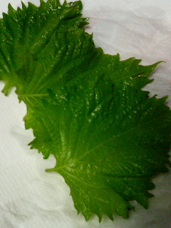 大葉　＃２