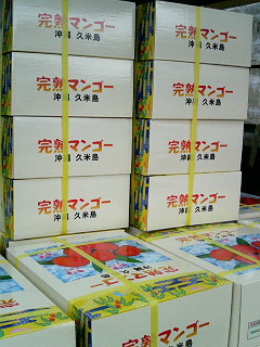 久米島産マンゴー　＃７