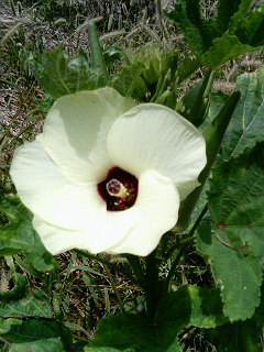 オクラの花