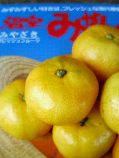 宮崎の温室みかん