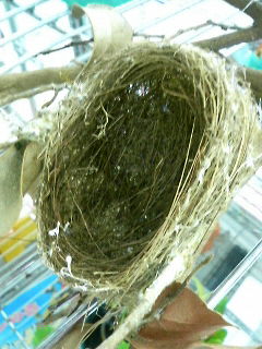 メジロの巣