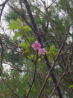 サクラの花み～つけた！