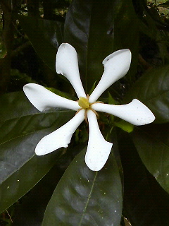 クチナシの花
