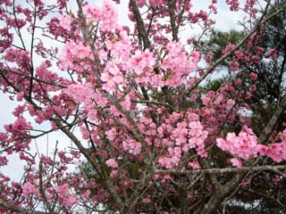 もうすぐ満開！