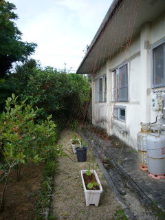 グリーンカーテン