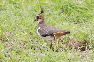 タゲリ