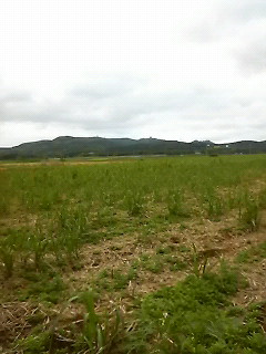 サトウキビ畑