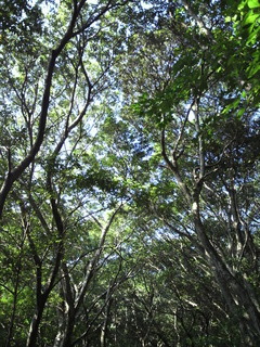 森林浴