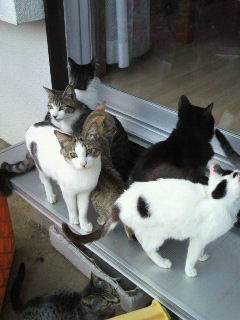 ネコ