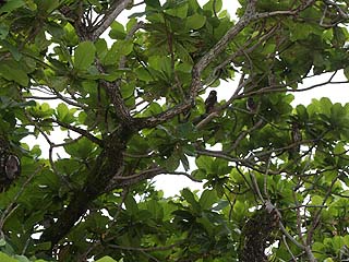 アオバズク家族