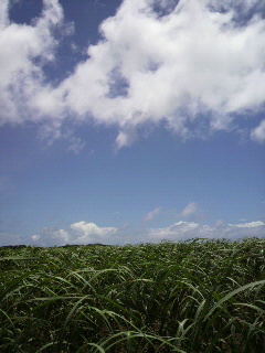 今日も暑いです！