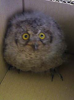 ミミズクちゃん