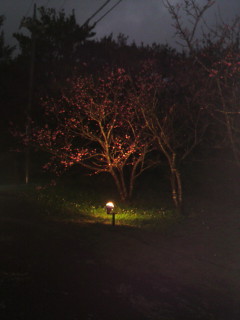 桜まつり
