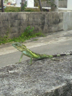 キノボリトカゲ
