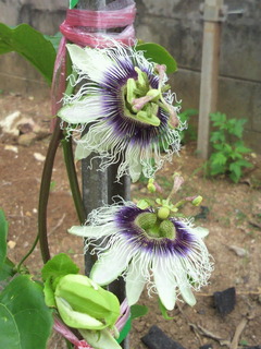 せっかく花が咲いたのに・・・
