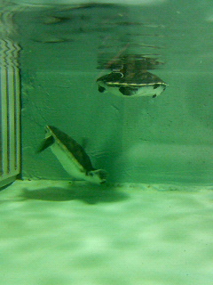 アオウミガメ