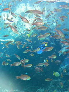 美ら海水族館