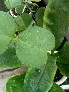 雨です！