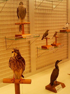 自然史資料収蔵品展