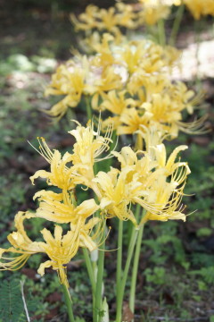 秋のお花見