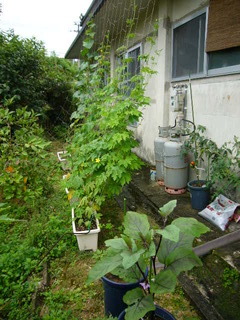 今日も雨