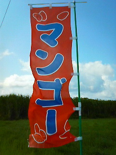 マンゴー園