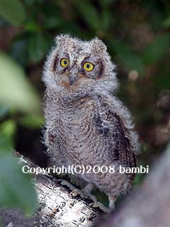 コノハズクの雛