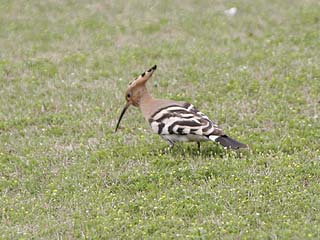 ヤツガシラ