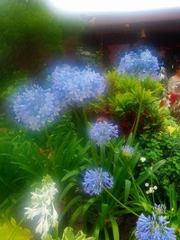 くるくまの森の植物