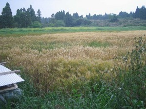 えこふぁーむに「出社」してきました！