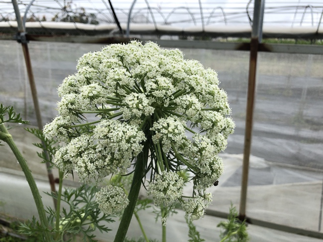 野菜の花が可愛い!青ネギの花をもらって会社のカウンターに飾ってみました 島にんじん お花