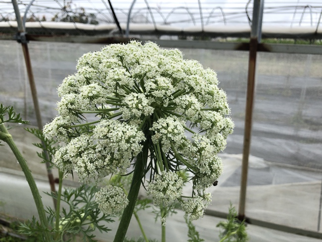 島にんじん お花