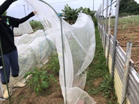 カラルーの成長する高さに合わせて「トマト雨除け菜園セット」を組み立ててみた！