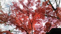 京都、嵐山へ 2017/12/09 08:00:00