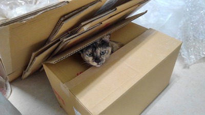 いいニャンニャンの日？