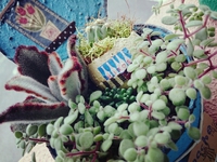 植え替え＊*