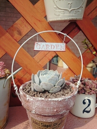 植え替え多肉＊ 2015/02/17 12:22:35