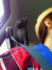 黒ちゃん里猫へ＊ 2014/11/07 17:22:03