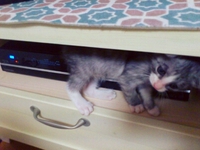 子猫の里親募集＊ 2014/10/30 09:45:08
