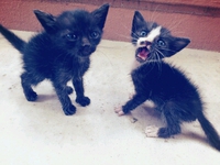 子猫＊里親募集＊ 2014/10/06 21:36:00