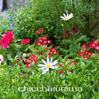 ☆夏花☆ 2015/07/29 23:14:59