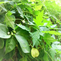気になる植物を調べてみた!　～種にはキュートな模様付き～