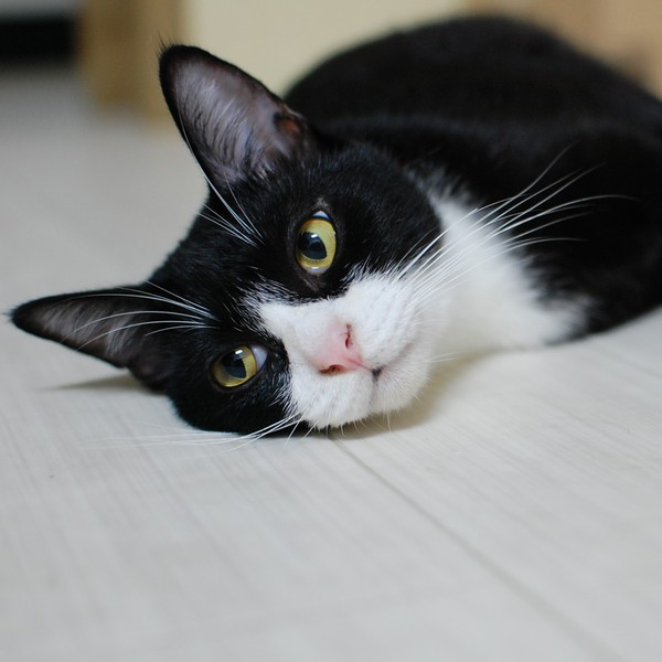 愛猫くーさんの成長記録！ ～1さいになりました～