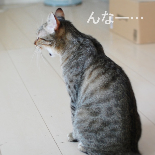 猫画像