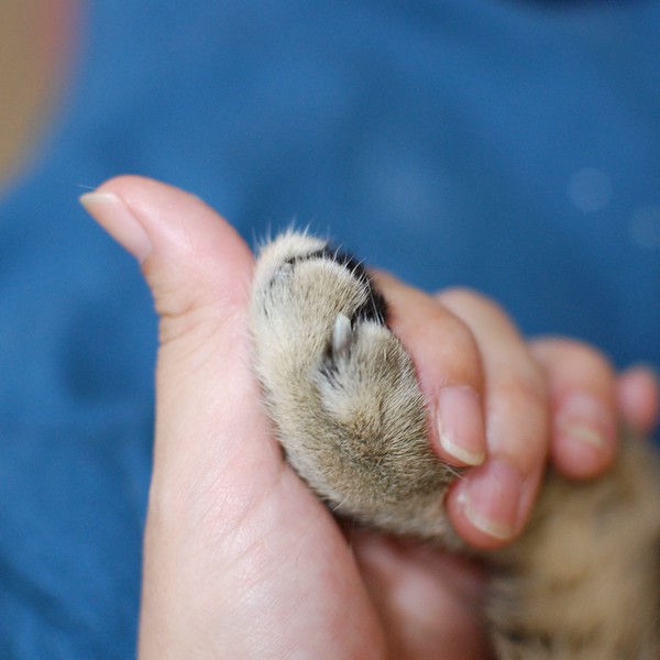 猫のズルい魅力を発信！猫バカが綴る「猫じかん」 ～ココだけのウラ話～