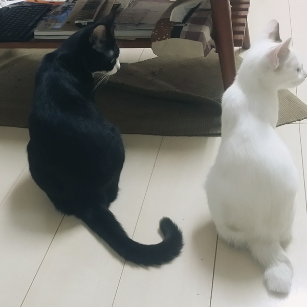愛猫くーさんの成長記録！ ～1さいになりました～
