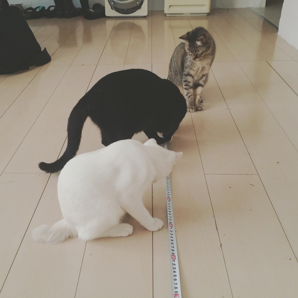 愛猫の成長記録！ ～猫のおもちゃって何でもあり？！～