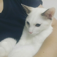 愛猫そーニャンの成長記録！ 〜はじめての去勢手術〜 2015/09/26 20:07:19